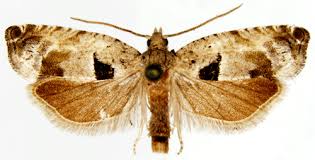 Attēlu rezultāti vaicājumam “Epinotia ramella”