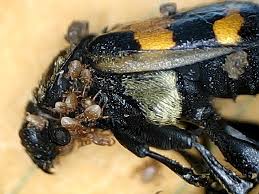 Attēlu rezultāti vaicājumam “Poecilochirus sp.”