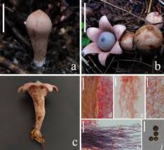 Attēlu rezultāti vaicājumam “Geastrum”