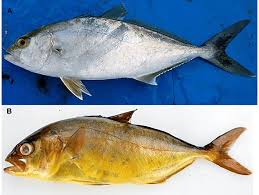 Image result for Seriola rivoliana