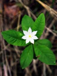 Attēlu rezultāti vaicājumam “Trientalis europaea leaf”