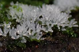 Attēlu rezultāti vaicājumam “Ceratiomyxa fruticulosa”