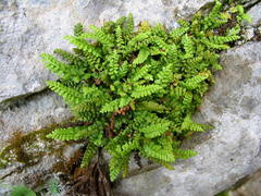 Attēlu rezultāti vaicājumam “Cynodontium strumiferum”