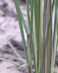 Attēlu rezultāti vaicājumam “Carex arenaria  leaf”