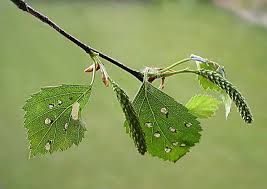 Attēlu rezultāti vaicājumam “Incurvaria oehlmanniella”