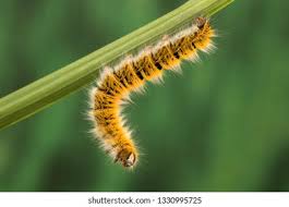 Attēlu rezultāti vaicājumam “Lasiocampa trifolii male”