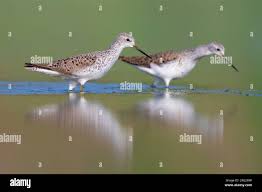 Attēlu rezultāti vaicājumam “Tringa stagnatilis adult”