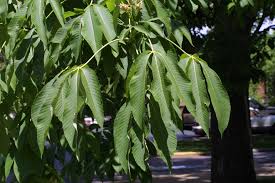 Attēlu rezultāti vaicājumam “Aesculus flava leaf”