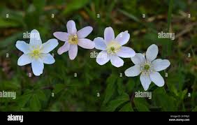Attēlu rezultāti vaicājumam “Anemone nemorosa bud”