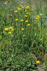 Attēlu rezultāti vaicājumam “Hypochaeris radicata fruit”