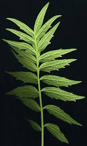 Attēlu rezultāti vaicājumam “Valeriana officinalis leaf”