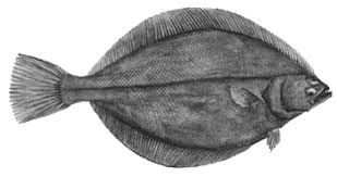 Image result for Hippoglossoides platessoides