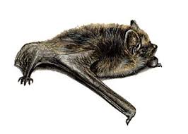 Attēlu rezultāti vaicājumam “Eptesicus nilssonii”