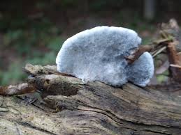 Attēlu rezultāti vaicājumam “Postia leucomallella”