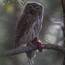 Attēlu rezultāti vaicājumam “Glaucidium passerinum adult”