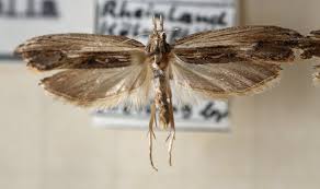 Attēlu rezultāti vaicājumam “Ypsolopha scabrella”