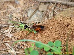 Attēlu rezultāti vaicājumam “Pompilidae”