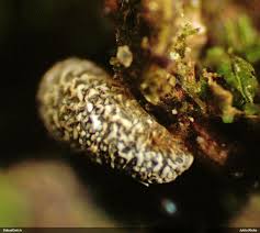 Attēlu rezultāti vaicājumam “Physarum decipiens”