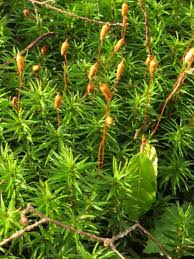 Attēlu rezultāti vaicājumam “Atrichum undulatum”