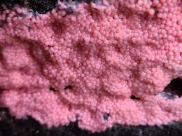 Attēlu rezultāti vaicājumam “Lamproderma arcyrioides stalked”