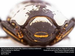 Attēlu rezultāti vaicājumam “Zopheridae”