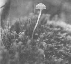 Attēlu rezultāti vaicājumam “Mycena epipterygia”