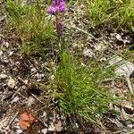 Attēlu rezultāti vaicājumam “Polygala comosa”