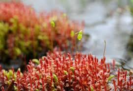 Attēlu rezultāti vaicājumam “Bryum weigelii macro”