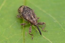 Attēlu rezultāti vaicājumam “Anthonomus pomorum”