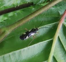 Attēlu rezultāti vaicājumam “Dryophilocoris flavoquadrimaculatus”
