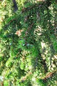 Attēlu rezultāti vaicājumam “Abies veitchii”