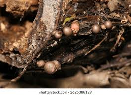 Attēlu rezultāti vaicājumam “Lycogala irregulare young”