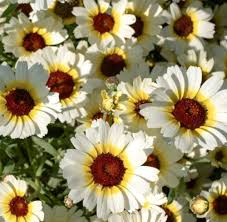 Image result for Chrysanthemum segetum