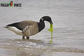 Attēlu rezultāti vaicājumam “Branta bernicla adult”