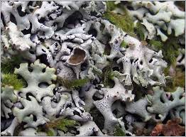 Attēlu rezultāti vaicājumam “Hypogymnia tubulosa”