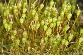 Attēlu rezultāti vaicājumam “Physarum ovisporum”