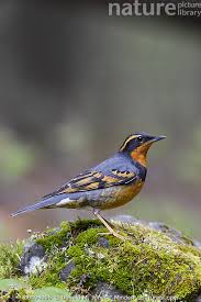 Image result for Ixoreus naevius