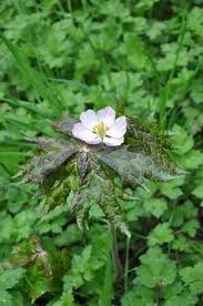 Attēlu rezultāti vaicājumam “Podophyllum hexandrum flower”