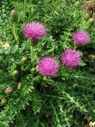 Attēlu rezultāti vaicājumam “Cirsium acaule flower”