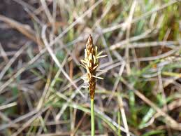 Attēlu rezultāti vaicājumam “Carex dioica”