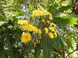 Attēlu rezultāti vaicājumam “Sonchus”