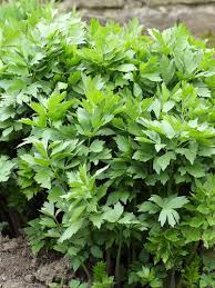 Image result for Liebstöckel