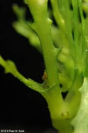 Attēlu rezultāti vaicājumam “Najas marina leaf”