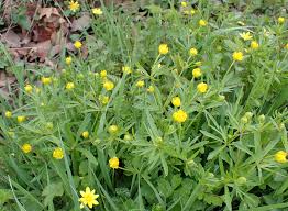 Attēlu rezultāti vaicājumam “Ranunculus auricomus leaf”