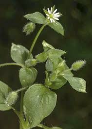 Attēlu rezultāti vaicājumam “Stellaria media flower”