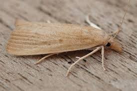 Attēlu rezultāti vaicājumam “Calamotropha paludella”