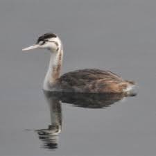 Attēlu rezultāti vaicājumam “Podiceps cristatus juvenile”