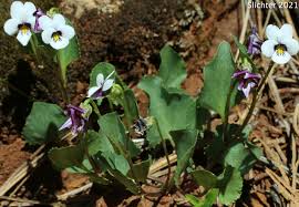Attēlu rezultāti vaicājumam “Viola collina leaf”