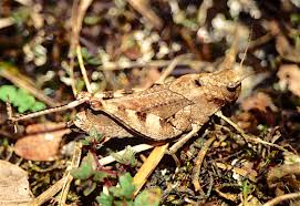 Attēlu rezultāti vaicājumam “Psophus stridulus”