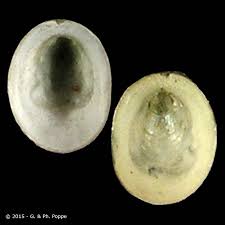 Attēlu rezultāti vaicājumam “Ancylus fluviatilis”